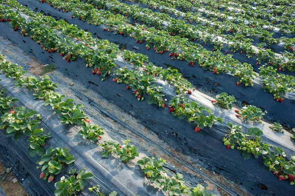 Fileiras Plantas Morango Crescendo Jardim — Fotografia de Stock