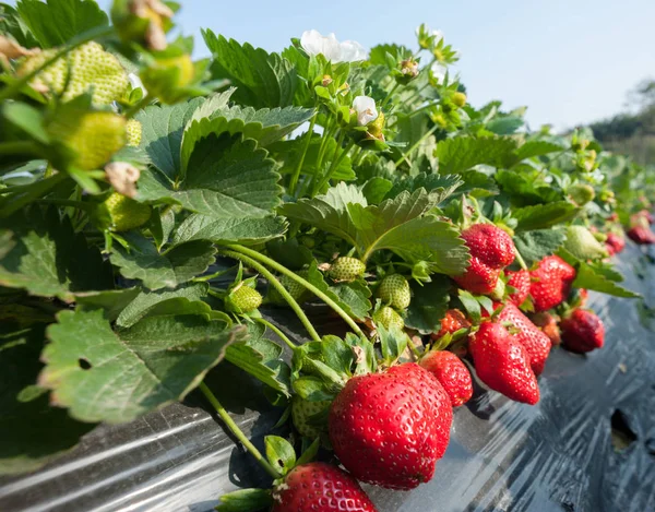 Rangées Fraisiers Poussant Jardin — Photo