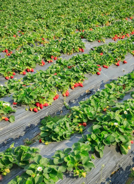 Rijen Van Aardbeiplanten Groeien Tuin — Stockfoto