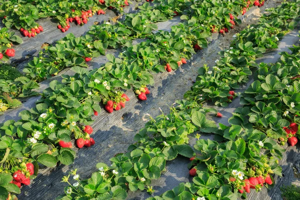 Erdbeerreihen Wachsen Garten — Stockfoto