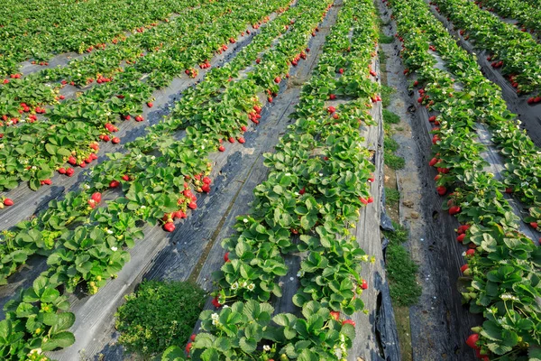 Erdbeerreihen Wachsen Garten — Stockfoto