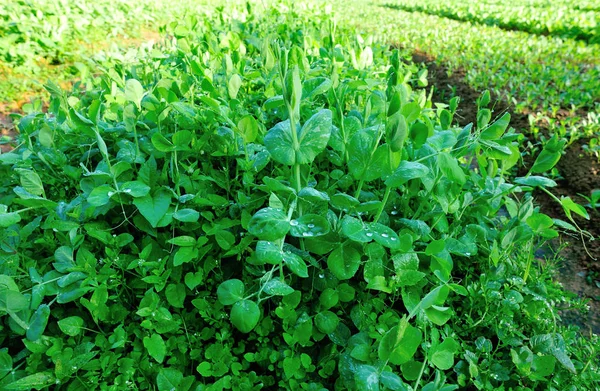 Grüne Erbsen Wachsen Garten — Stockfoto