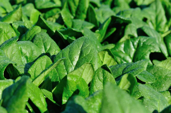 Épinards Verts Croissance Potager — Photo