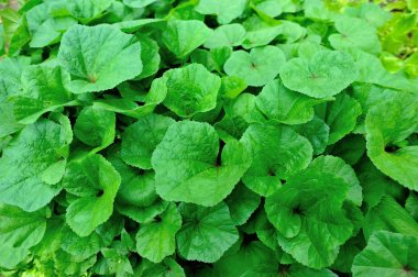 Yeşil kış solmayan çiçek bitkiler büyüme Garden