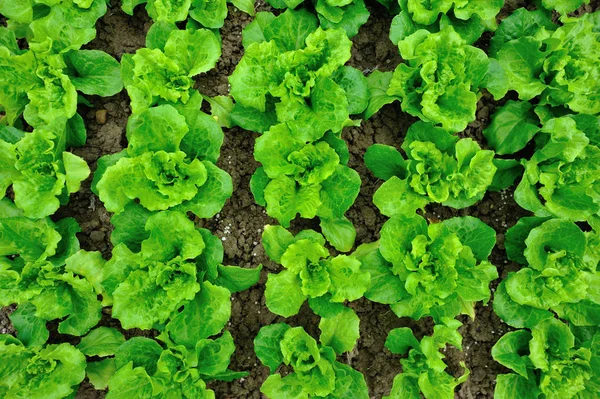 Les Plantes Laitue Verte Poussant Potager — Photo