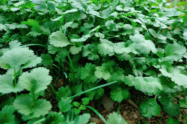 Green Coriander Plants Growing Garden — Stock Photo, Image