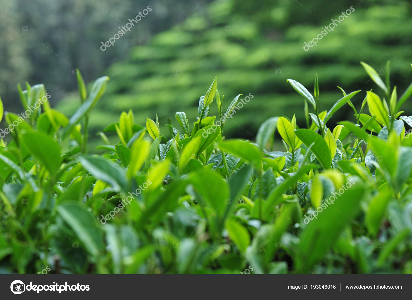 Growing Green Tea Trees Spring Mountains Stock Photo by ©lzf 193046016
