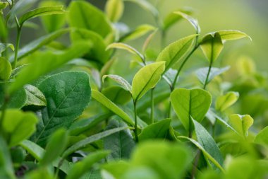 Bahar, büyüyen yeşil çay ağaçları görünümü kapatın