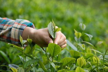 Çay yaprakları ilkbaharda plantasyonunda toplama eller