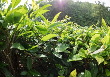 Bahar, büyüyen yeşil çay ağaçları görünümü kapatın