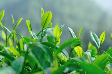 Bahar dağlar yeşil çay ağaçları büyüyor