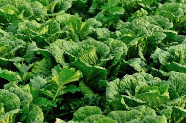 alan büyüyen Çin lahanası bitkileri