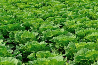 alan büyüyen Çin lahanası bitkileri