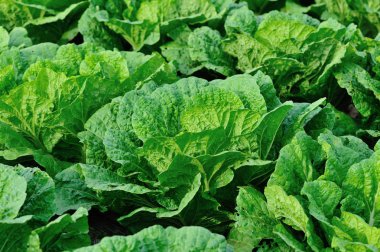 alan büyüyen Çin lahanası bitkileri