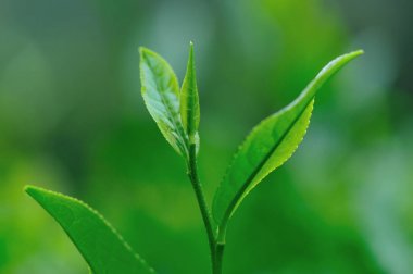 Bahar, büyüyen yeşil çay ağaçları görünümü kapatın