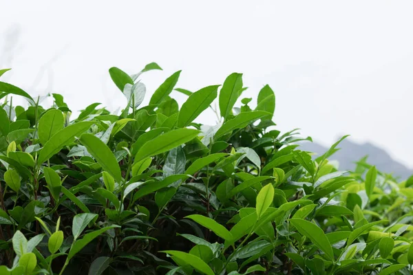 Close View Green Tea Foliage — Stock Photo, Image