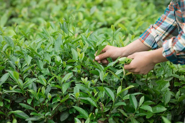 Hands picking tea leaves at plantation in spring