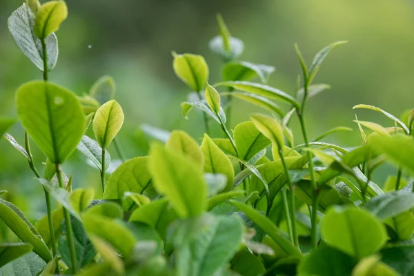 Вирощування Зелених Чайних Дерев Навесні Вид Крупним Планом — стокове фото