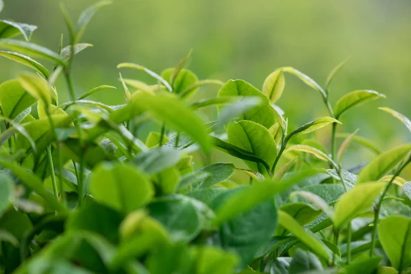 Close Van Groeiende Groene Thee Bomen Het Voorjaar — Stockfoto