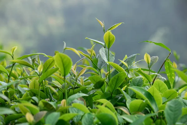 Növekvő Zöld Tea Fák Tavasszal Zár Megjelöl Kilátás — Stock Fotó