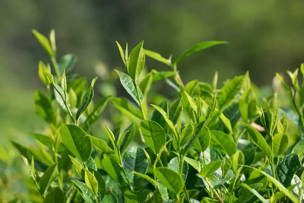 Cultiver Des Théiers Verts Printemps Vue Rapprochée — Photo