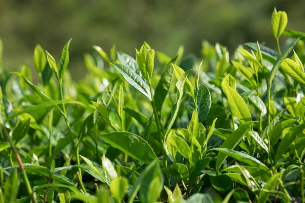 Rosnące Drzewa Zielonej Herbaty Wiosnę Zbliżenie — Zdjęcie stockowe