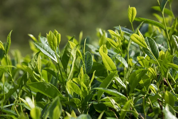 Rosnące Drzewa Zielonej Herbaty Wiosnę Zbliżenie — Zdjęcie stockowe