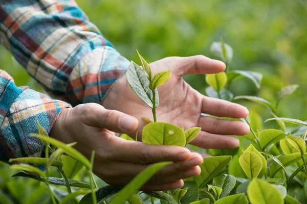 Mãos Protegendo Folhas Chá Plantação Primavera — Fotografia de Stock