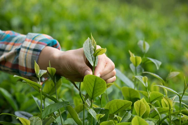 春天在种植园采摘茶叶的手 — 图库照片