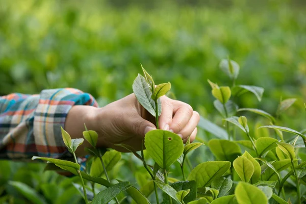 春の農園で茶葉を摘み手 — ストック写真