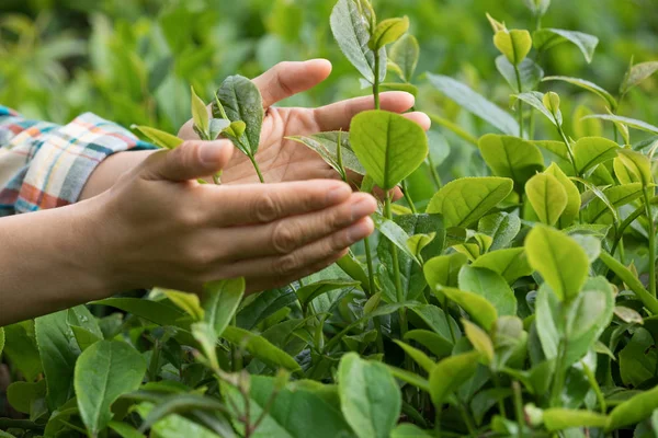 Hände Schützen Teeblätter Auf Plantage Frühling — Stockfoto