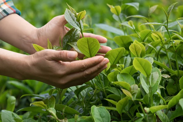 Mãos Protegendo Folhas Chá Plantação Primavera — Fotografia de Stock