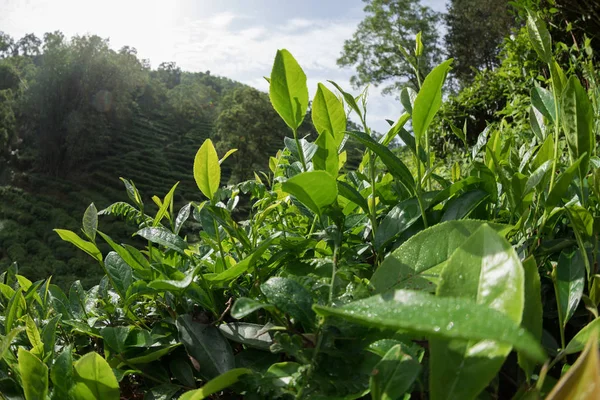 Πράσινο Τσάι Δέντρα Που Αναπτύσσονται Την Άνοιξη Κλείνω Πάνω Θέα — Φωτογραφία Αρχείου
