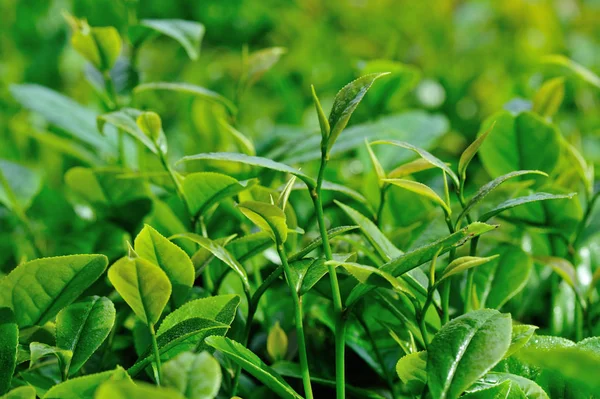 成長する春山の緑茶の木 — ストック写真
