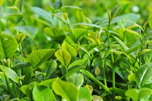 Growing Green Tea Trees Spring Close View — Stock Photo, Image