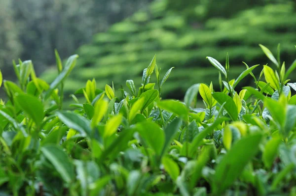 Wachsende Grüne Teebäume Den Frühlingsbergen — Stockfoto