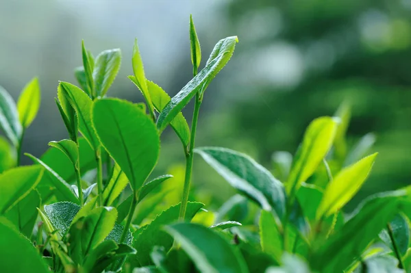 Pěstování Stromů Zeleného Čaje Horách Jaře — Stock fotografie