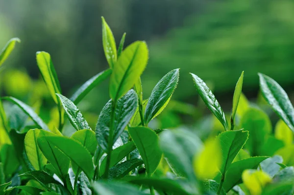 Egyre Zöld Tea Fák Tavasszal Hegység — Stock Fotó