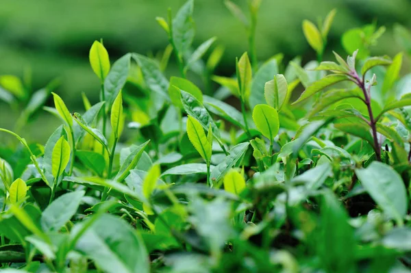 Выращивание Зеленых Чайных Деревьев Горах Весной — стоковое фото