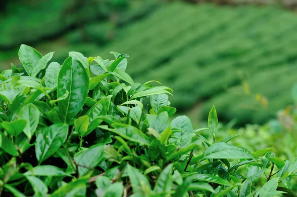 Groeiende Groene Thee Bomen Voorjaar Bergen — Stockfoto