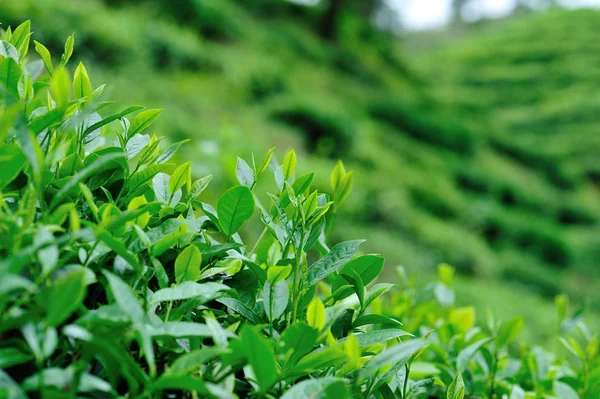 Growing Green Tea Trees Spring Mountains — Stock Photo, Image
