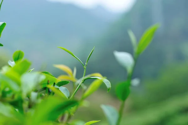 Egyre Zöld Tea Fák Tavasszal Hegység — Stock Fotó