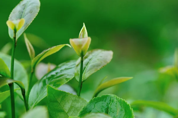 Rosnące Drzewa Zielonej Herbaty Górach Wiosna — Zdjęcie stockowe