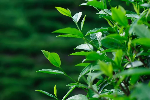 成長する春山の緑茶の木 — ストック写真