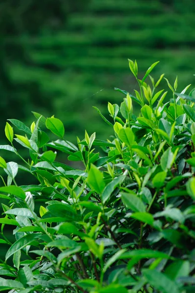 Growing Green Tea Trees Spring Mountains — Stock Photo, Image