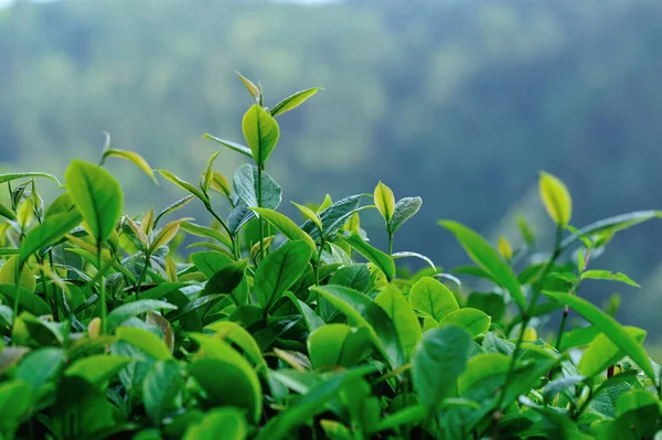 Groeiende Groene Thee Bomen Voorjaar Bergen — Stockfoto