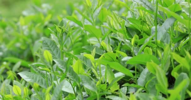 Καλλιέργεια Τσάι Πράσινο Δέντρα Στα Βουνά Την Άνοιξη — Αρχείο Βίντεο