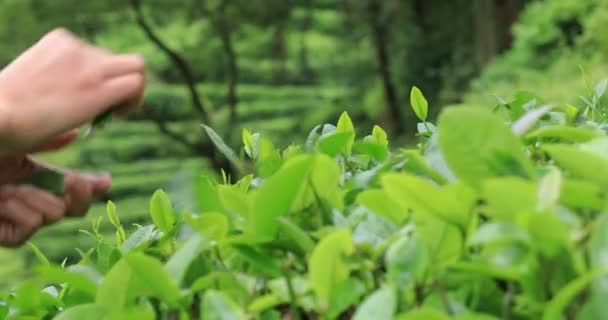 春天采摘茶叶的妇女 — 图库视频影像