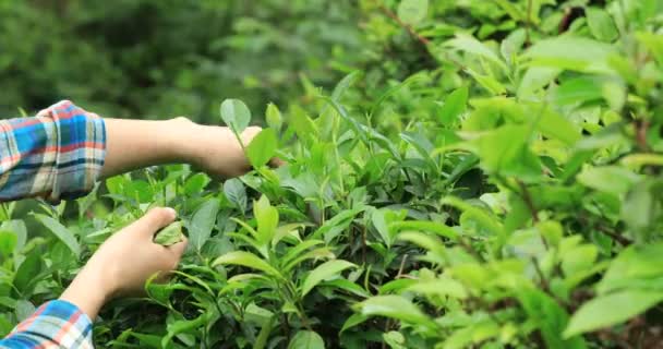 Γυναίκα Picking Φύλλα Τσαγιού Στην Άνοιξη — Αρχείο Βίντεο