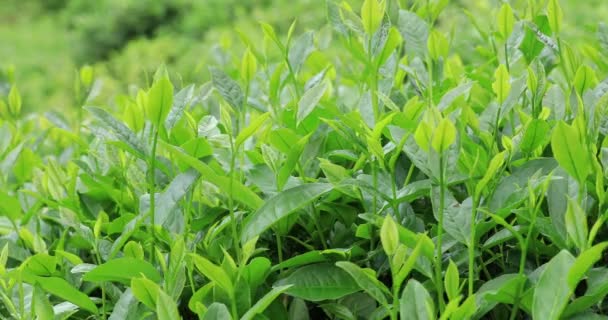 Growing Green Tea Trees Spring Mountains — Stock Video